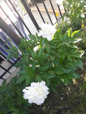 El Giardino delle Rose..... Serre Di Rapolano